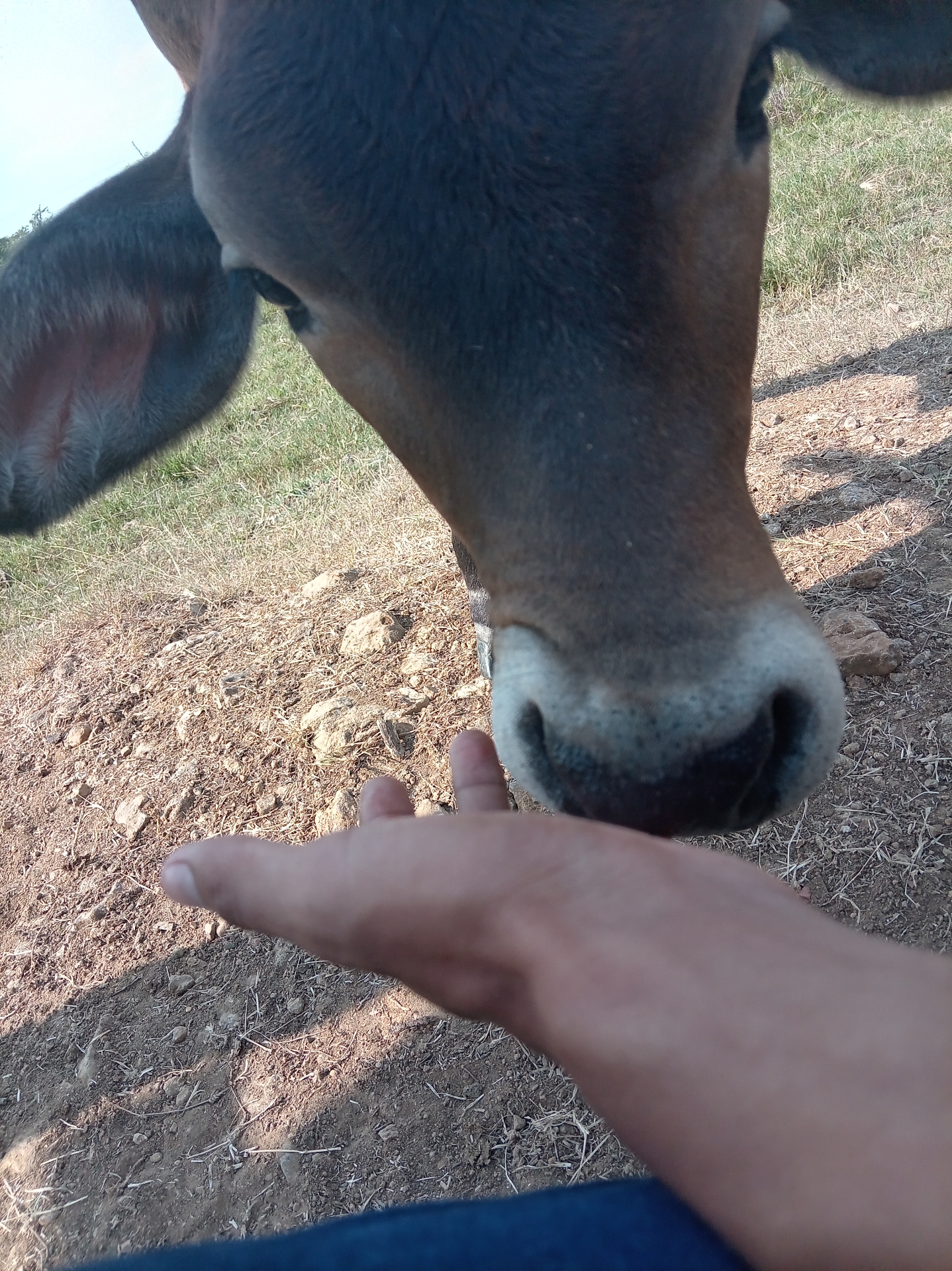 Ternero en entorno rural