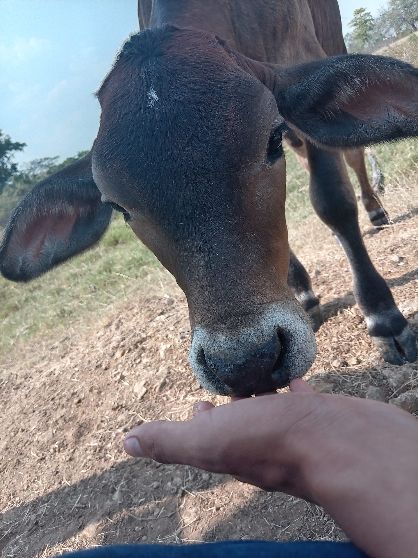Ternero acercándose con confianza a la mano en entorno rural
